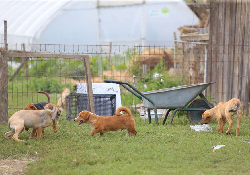 Novi dom za Goranove životinje "Olakšajmo tragediju porodici, udomimo pse za 7 dana" (FOTO)