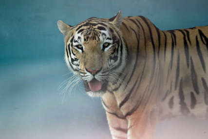 Policija upozorila stanovnike na oprez: Tigar pobjegao iz ukrajinskog zoo vrta i prešao u Slovačku (FOTO)