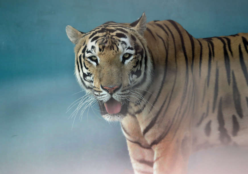 Policija upozorila stanovnike na oprez: Tigar pobjegao iz ukrajinskog zoo vrta i prešao u Slovačku (FOTO)