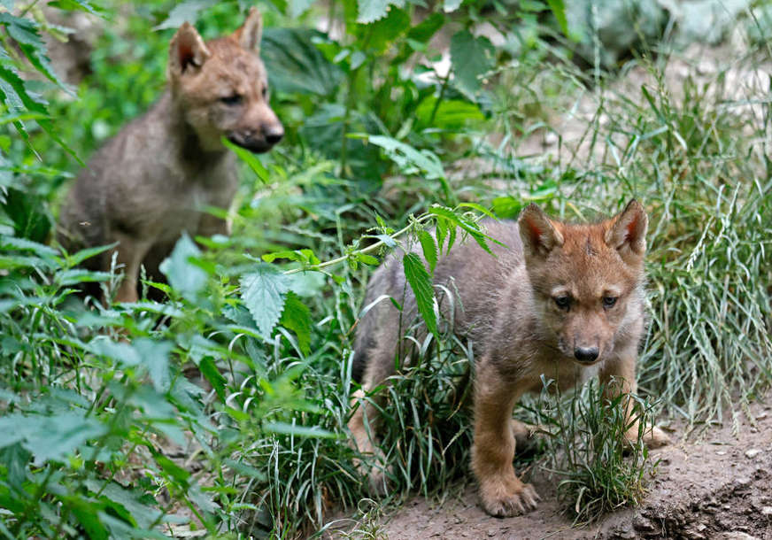 Kineski naučnici prvi u svijetu klonirali vuka “Ovo je važan iskorak u oblasti uzgoja zaštićenih vrsta” (FOTO)