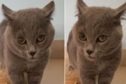 MNOGE JE NASMIJALA Snimak mačke koja pjeva totalni je hit na internetu (VIDEO)