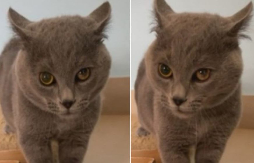 MNOGE JE NASMIJALA Snimak mačke koja pjeva totalni je hit na internetu (VIDEO)