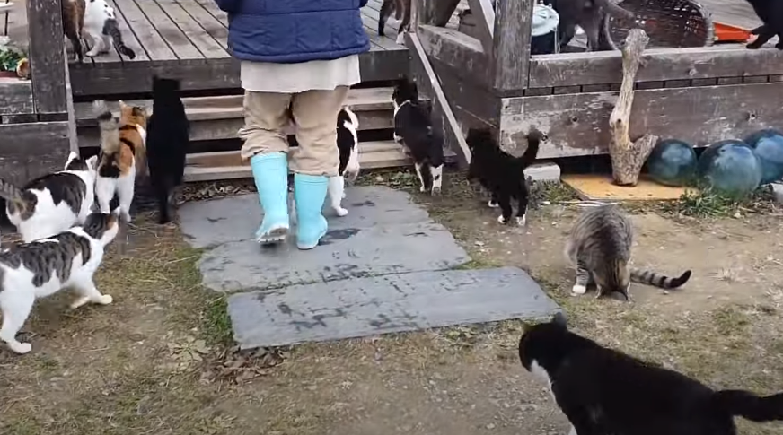 Na ovom ostrvu živi više mačaka nego ljudi: Ljubitelji ovih životinja dolaze sa svih strana da ih posjete (VIDEO)