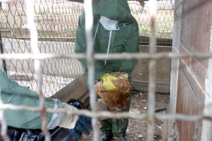 Veoma zarazan soj: Počinje uništavanje 25.000 prepelica zbog ptičijeg gripa