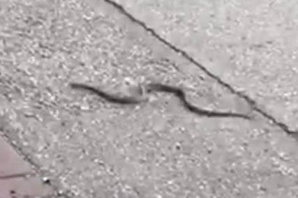 Stanari u velikom strahu: U  blizini stambenih zgrada pojavile se zmije, sumnja se da je poremećeno leglo (VIDEO)