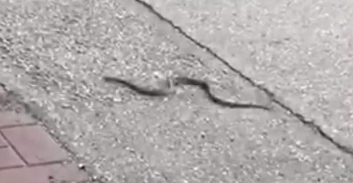 Roditelji u strahu: Na dječijem igralištu uhvaćena zmija koja se juče sakrila u cijev (FOTO)