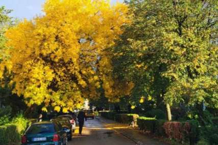 Jesen u gradu na Vrbasu: Krošnje poprimile žutu boju