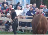 Ostale oči na pozadini: Na borbi bikova publika nije znala gdje da gleda