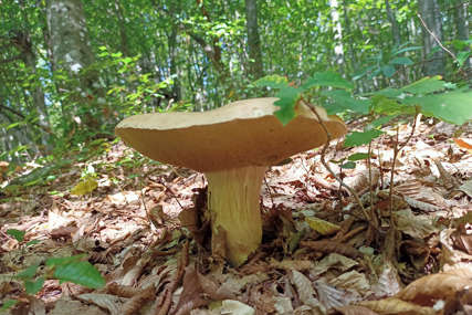 Evo kako prepoznati otrovnu gljivu: Simptomi zavise od količine koju je osoba pojela