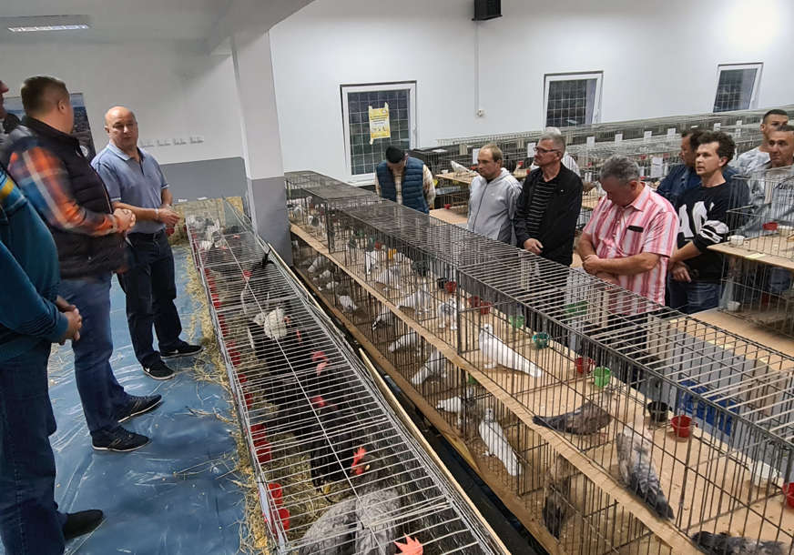 Od kunića do kokošaka: U Doboju večeras otvorena  međunarodna ornitološka izložba sitnih životinja