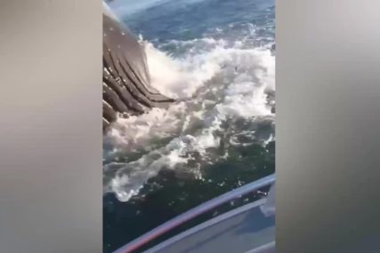 Hit snimak: Pecaroše prestravila GRDOSIJA veća od njihovog čamca (VIDEO)