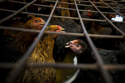 HAOS U HOLANDIJI Uništili 25.000 kokoški nakon što je otkriveno da su zaražene opasnim sojem ptičijeg gripa