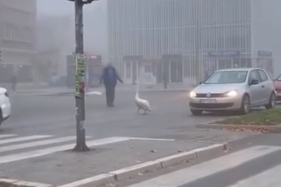 Zbunila ga magla: Nesvakidašnji posjetilac napravio pometnju u saobraćaju (VIDEO)