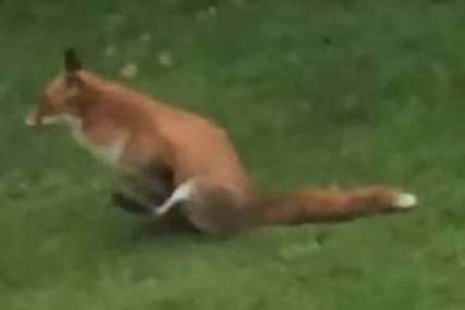 HIT NA INTERNETU Zapazio je kako lisica ispred kuće radi nešto čudno, snimak ima 12 miliona pregleda (VIDEO)