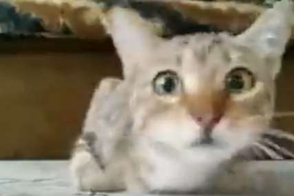Sa strahom u očima posmatra jezive scene: Mačka koja gleda horor postala hit na internetu (VIDEO)