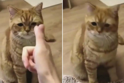 Kako mačka reaguje na "pucanj": Snimak na društvenim mrežama nasmijao korisnike (VIDEO)