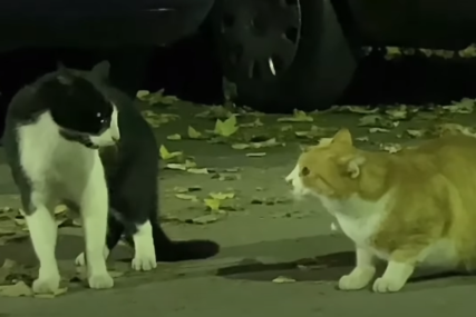 Snimak nasmijao korisnike društvenih mreža: Mačke uhvaćene u interesantnom "razgovoru" (VIDEO)