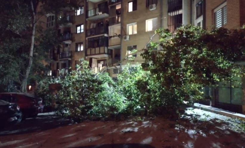 "Dječak je mogao da strada, drvo je visoko 20 metara" Dramatične scene ispred zgrade, stablo se odjednom srušilo na dijete