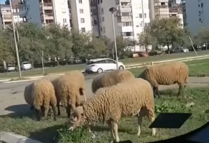"Bleja u bloku" Stado ovaca mirno pase travu između zgrada (VIDEO)