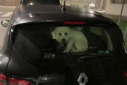 Nisu štedjeli pogrdne izraze: Maleni pas zaključan u automobilu podijelio društvene mreže