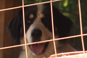 Upoznajte pseću družinu tornjaka: Na izložbi pas iz BiH osvojio nagradu za najljepšeg na svijetu (VIDEO)