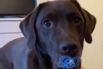 Pas našao dudu: Njegova reakcija rastopila srce vlasnice (VIDEO)
