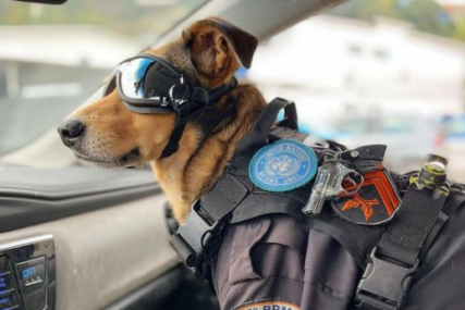 Pas postao internet senzacija "Sada je vrijedan član policije u Riu" (VIDEO)