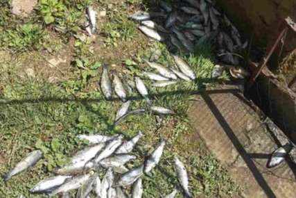 EKOLOŠKA KATASTROFA Muškarac izlijevao beton i pobio 13.000 riba