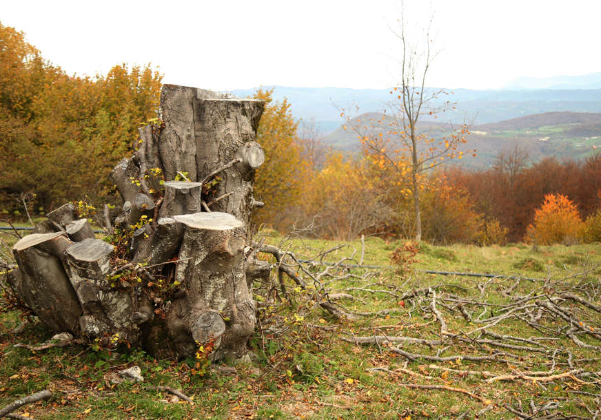Oštetio šumsko gazdinstvo: Krao drva, pa završio iza rešetaka