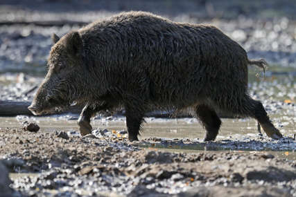Divlje svinje prave najveću štetu: Prvog lovnog dana sa dva hica ustrijelio vepra kapitalca