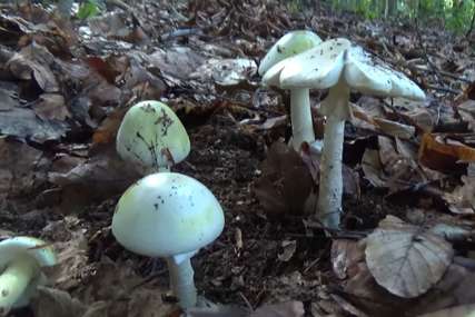 Ljekari se bore za živote ljudi otrovanih gljivama: Sumnja se da su pojeli zelenu pupavku, čiji jedan “šešir” može biti smrtonosan