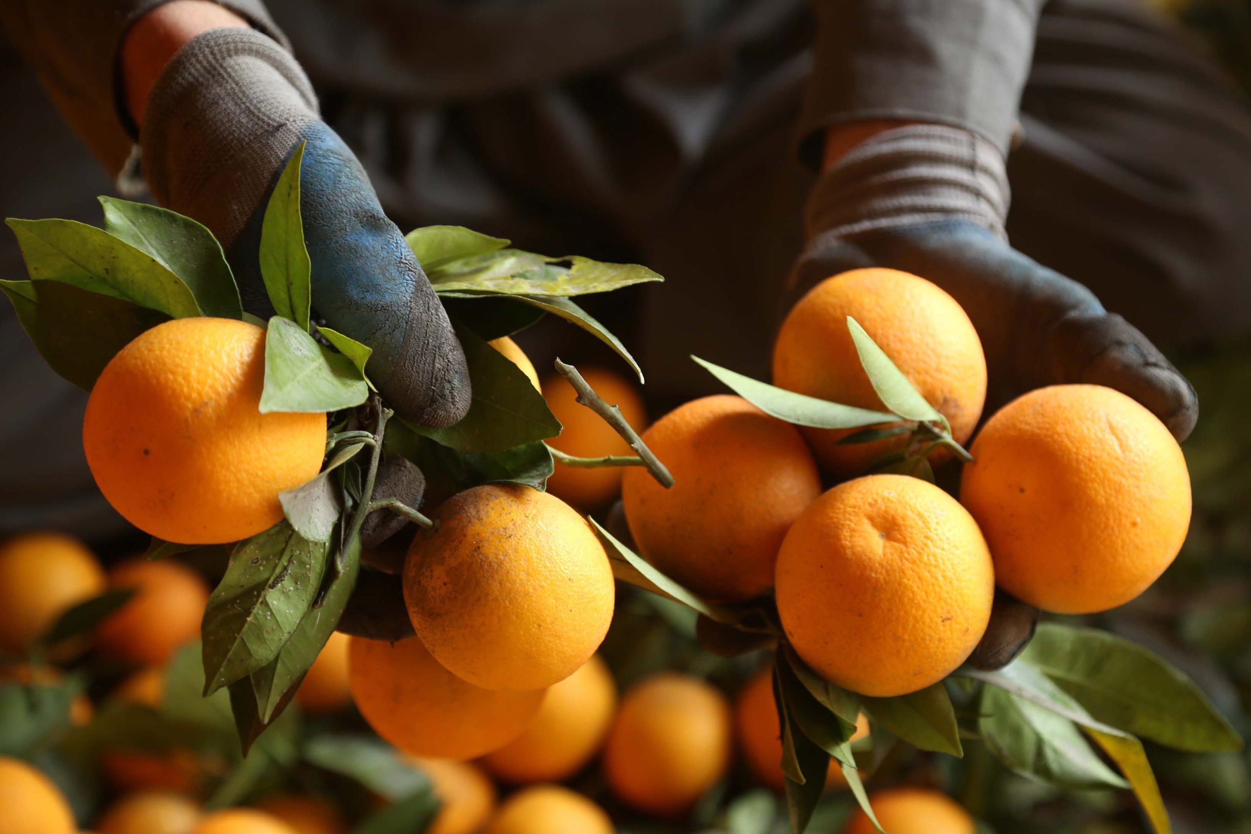VRAĆENE POŠILJKE Zabranjen uvoz narandži iz Južne Afrike u Srpsku