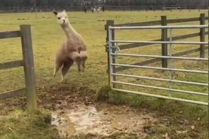 Video koji ima 75 miliona pregleda: Alpake koje preskaču lokvu raznježile mnoga srca (VIDEO)