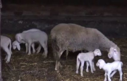 Velika radost u domaćinstvu Gunjić: Ovca ojagnjila četiri jagnjeta