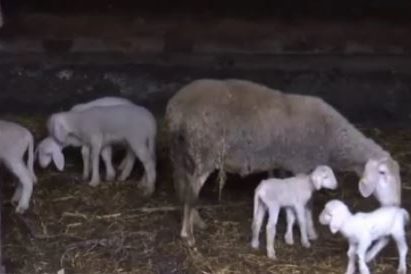 Velika radost u domaćinstvu Gunjić: Ovca ojagnjila četiri jagnjeta