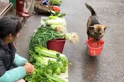 Postao prava senzacija: Ovaj pas sam bira i kupuje namirnice na pijaci (VIDEO)