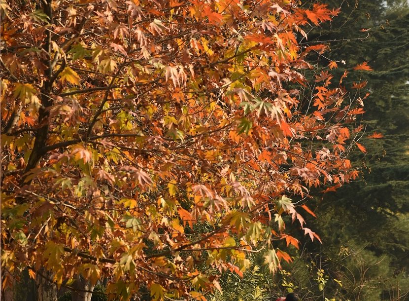 DANAS SUNČANO I TOPLIJE Temperatura na jugu i do 16 stepeni