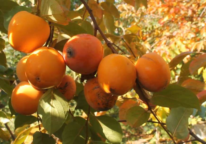 Bomba puna vitamina: Japanska jabuka nepravedno zapostavljeno voće