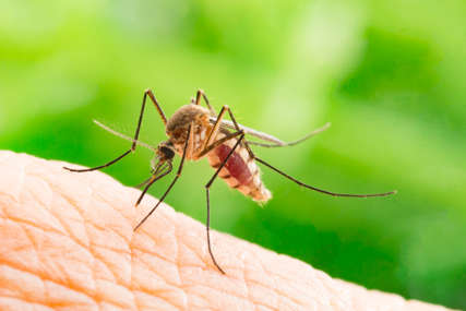 Zaraženi komarci bliže nego što mislimo: Evo koje posljedice može da izazove groznica Zapadnog Nila