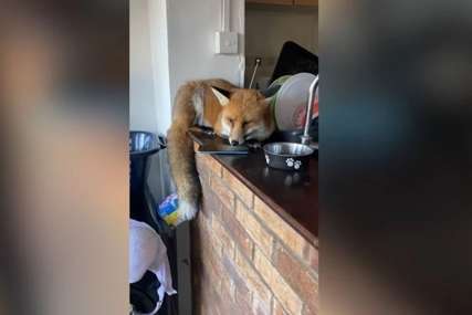 HIT Lisica upala u kuću, napravila haos u kuhinji i zaspala snom pravednika (VIDEO)