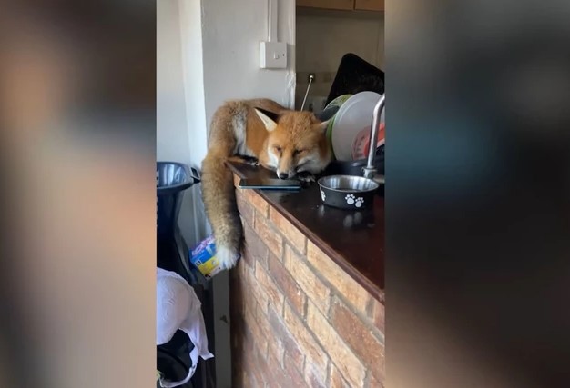 HIT Lisica upala u kuću, napravila haos u kuhinji i zaspala snom pravednika (VIDEO)
