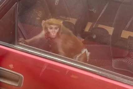 U Beogradu je sve moguće: Na zadnjem sjedištu automobila vozi se majmun (FOTO)