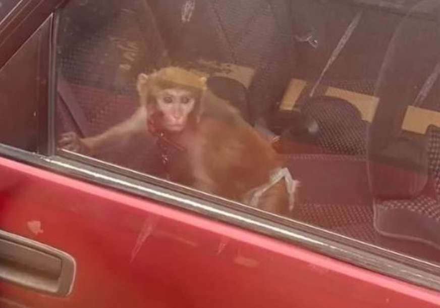 U Beogradu je sve moguće: Na zadnjem sjedištu automobila vozi se majmun (FOTO)