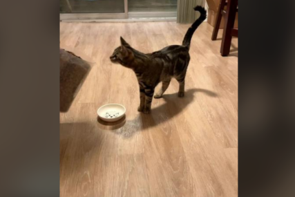 Mačka ostala u čudu: Vlasnik joj dao gomilu hrane, evo kako je reagovala (VIDEO)