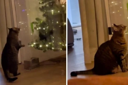 Kako spriječiti ljubimce da sruše božićnu jelku: Zbunjena reakcija mačke nasmijala korisnike TikToka (VIDEO)