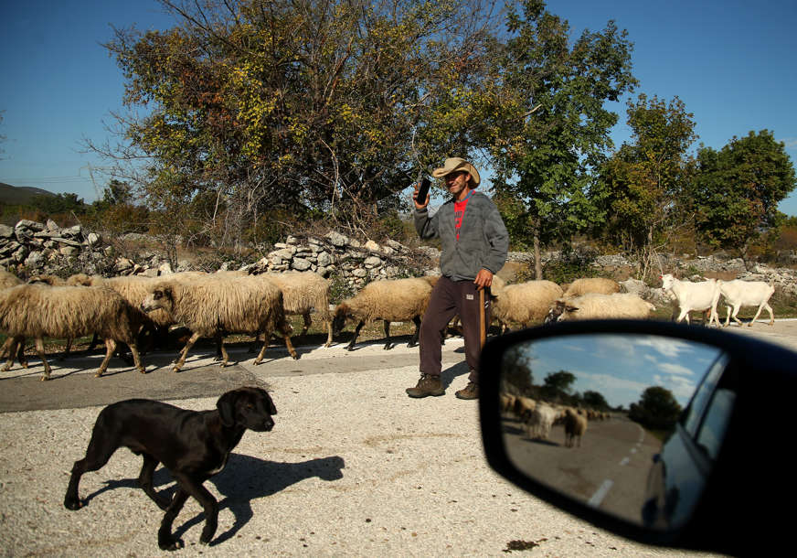 "Nije to samo šetnja s ovcama" Plata 2.000 evra, ali niko neće da bude pastir