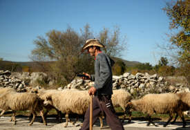 “Ne znam da li je za smijeh ili za plakanje” Ovce u Grčkoj pojele 100 kilograma kanabisa
