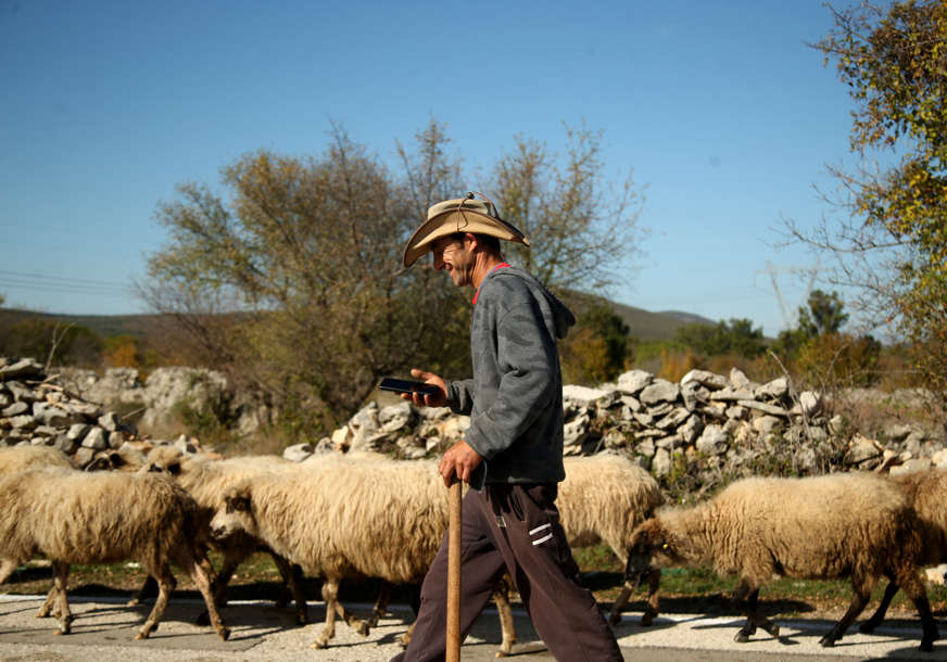 Ni čobana, ni ovčica: Stočarstvo u BiH gurnuto na ivicu provalije, tržištem caruje uvozna stoka i meso