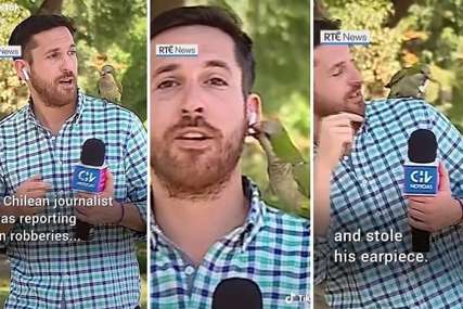 Ovakvog lopova nije očekivao: Dok je izvještavao o krađama papagaj mu ukrao slušalicu (VIDEO)