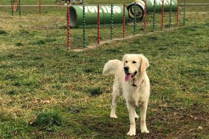 Prostor za boravak kućnih ljubimaca: Banjaluka uskoro dobija tri nova parka za pse